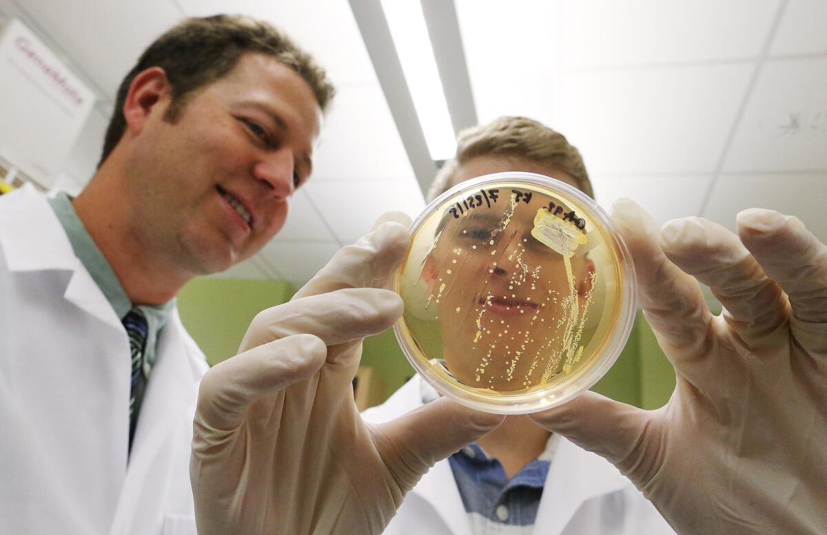 BYU student Jacob Hatch holds a colony of MRSA, a bacteria that causes serious disease and death, along with Professor Bradford Berges at the Life Sciences lab in Provo, Utah on Sept. 9.