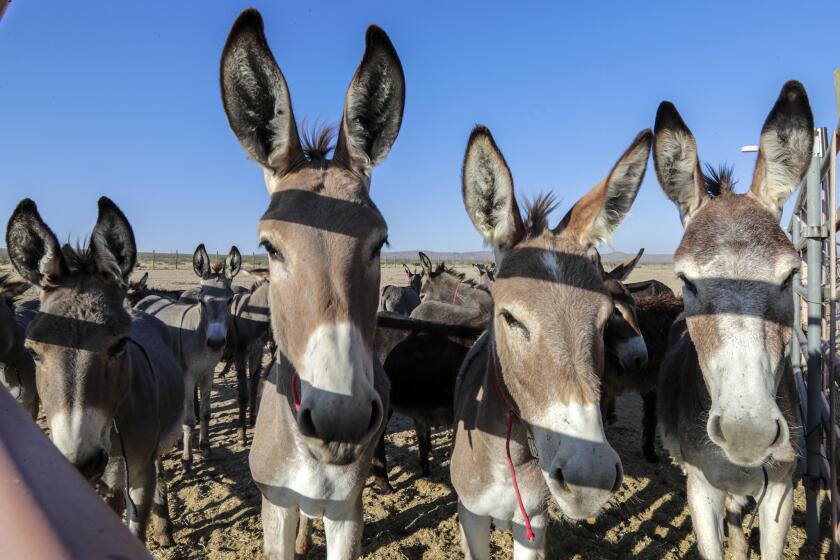 RIDGECREST, CA - JULY 08, 2019  Horses and burros calmly move around in corrals at Ridgecrest Wild Horse & Burro Corrals on Monday morning July 08, 2019, Ridgecrest. According facility manger Grant Lockie two big earthquakes knocked out electricity and water., Electricity has been restored but not water supply. They are bringing water in tankers. (Irfan Khan / Los Angeles Times)