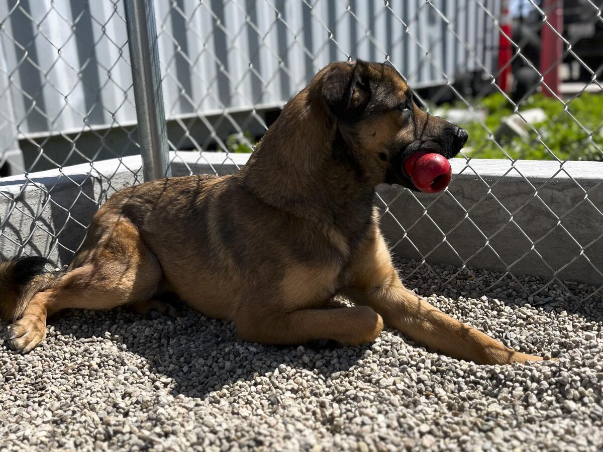 A dog chews on a ball while lying on gravel in an outdoor enclosure