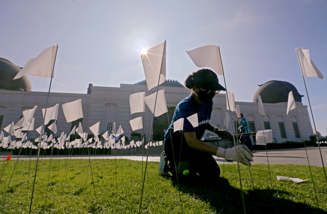 A volunteer plants small white flags on the lawn of Griffith Observatory.
