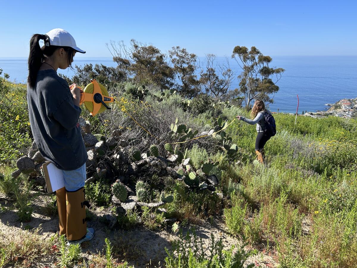 Students measure a patch of cacti as part of the fire ecology internship program.