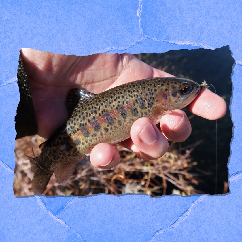 A hand holding a fish.