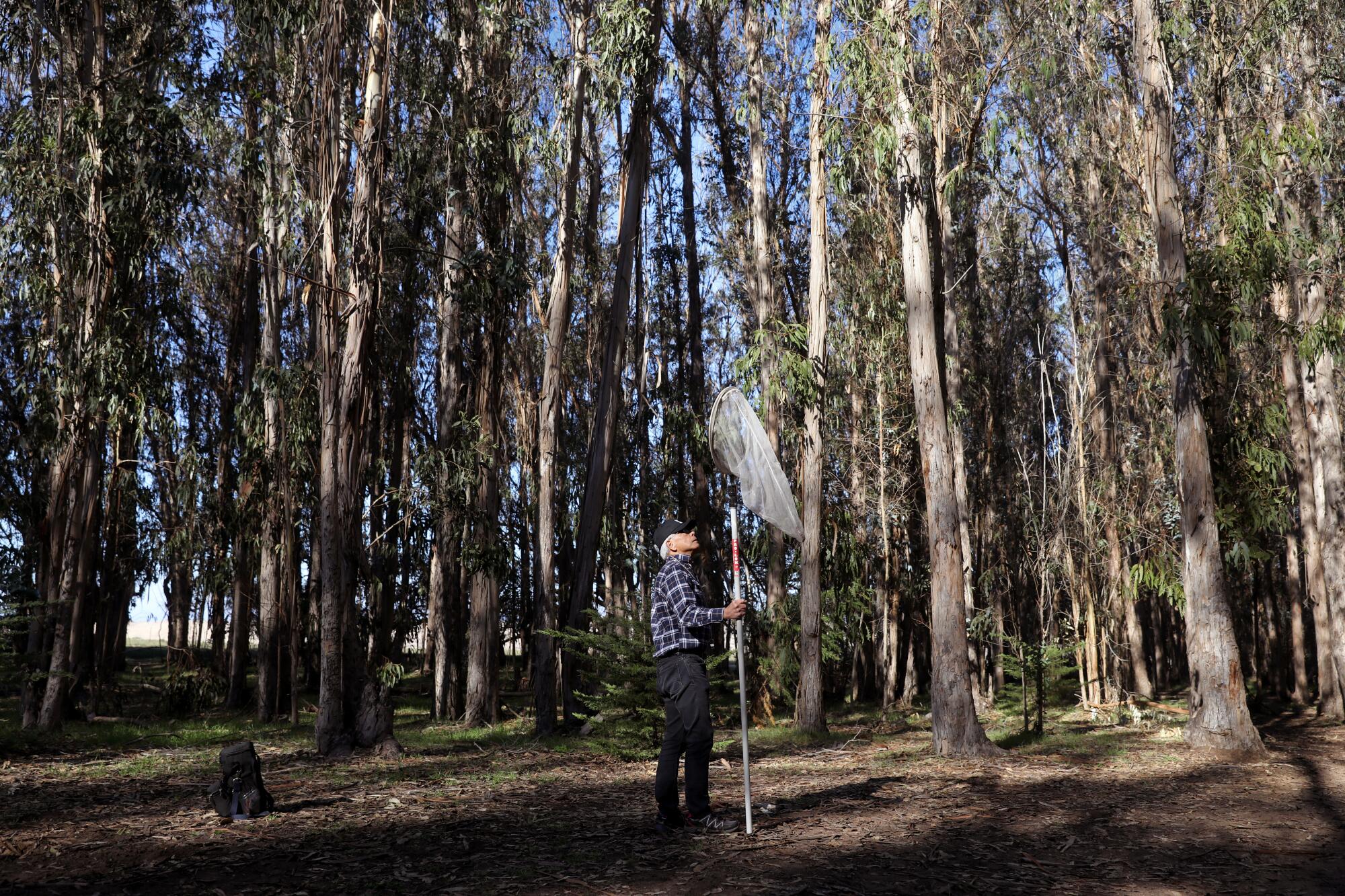 Kingston Leong, 81, looks to capture monarch butterflies to study at the Coastal Access Monarch Butterfly Preserve 