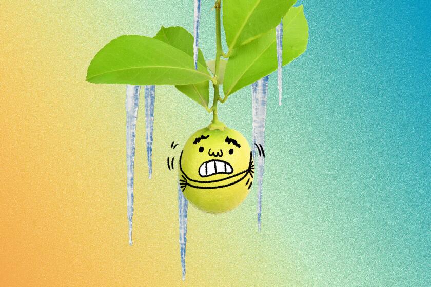 illustration of a lemon with icicles falling off of it 