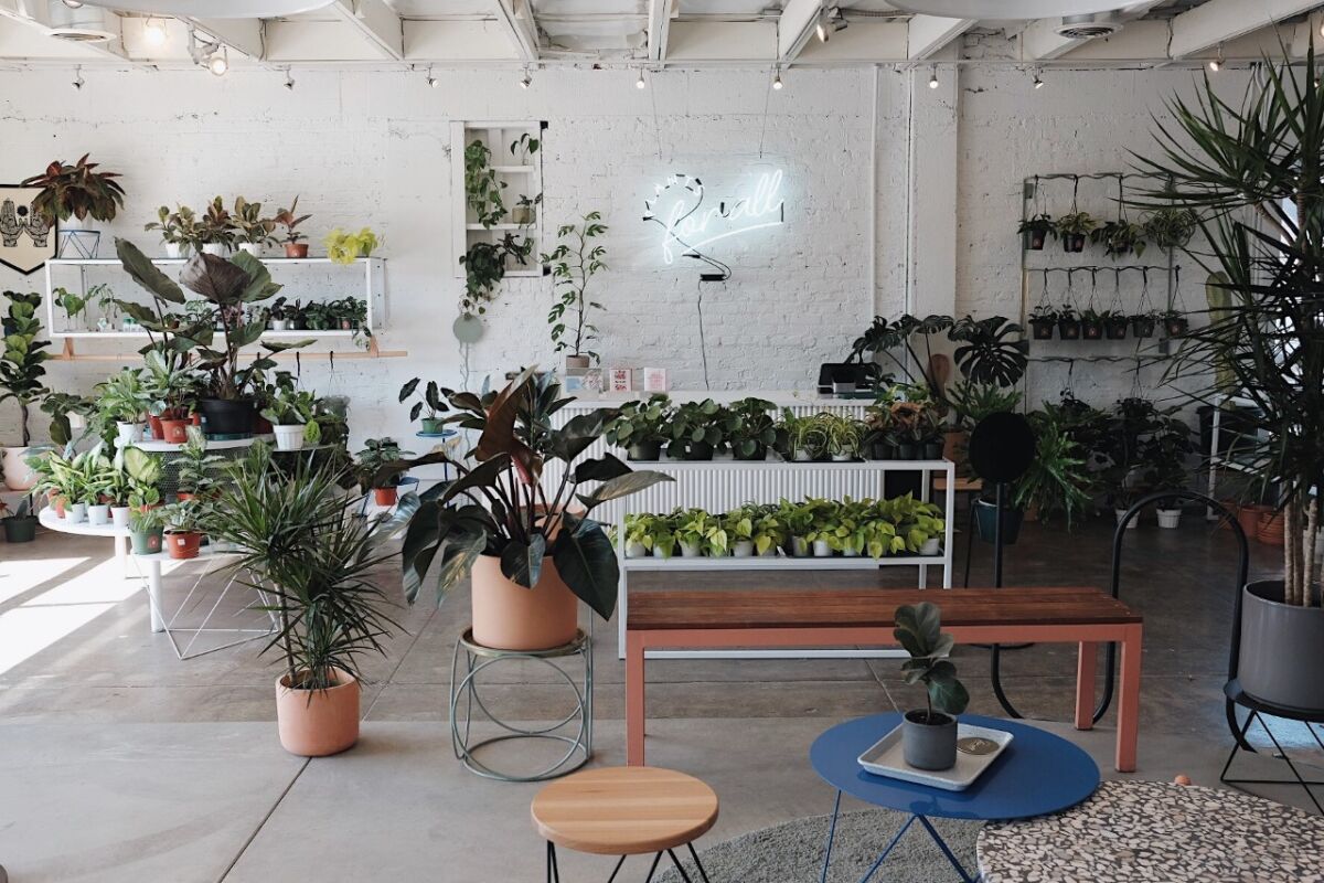 A space with plants displayed on contemporary furniture