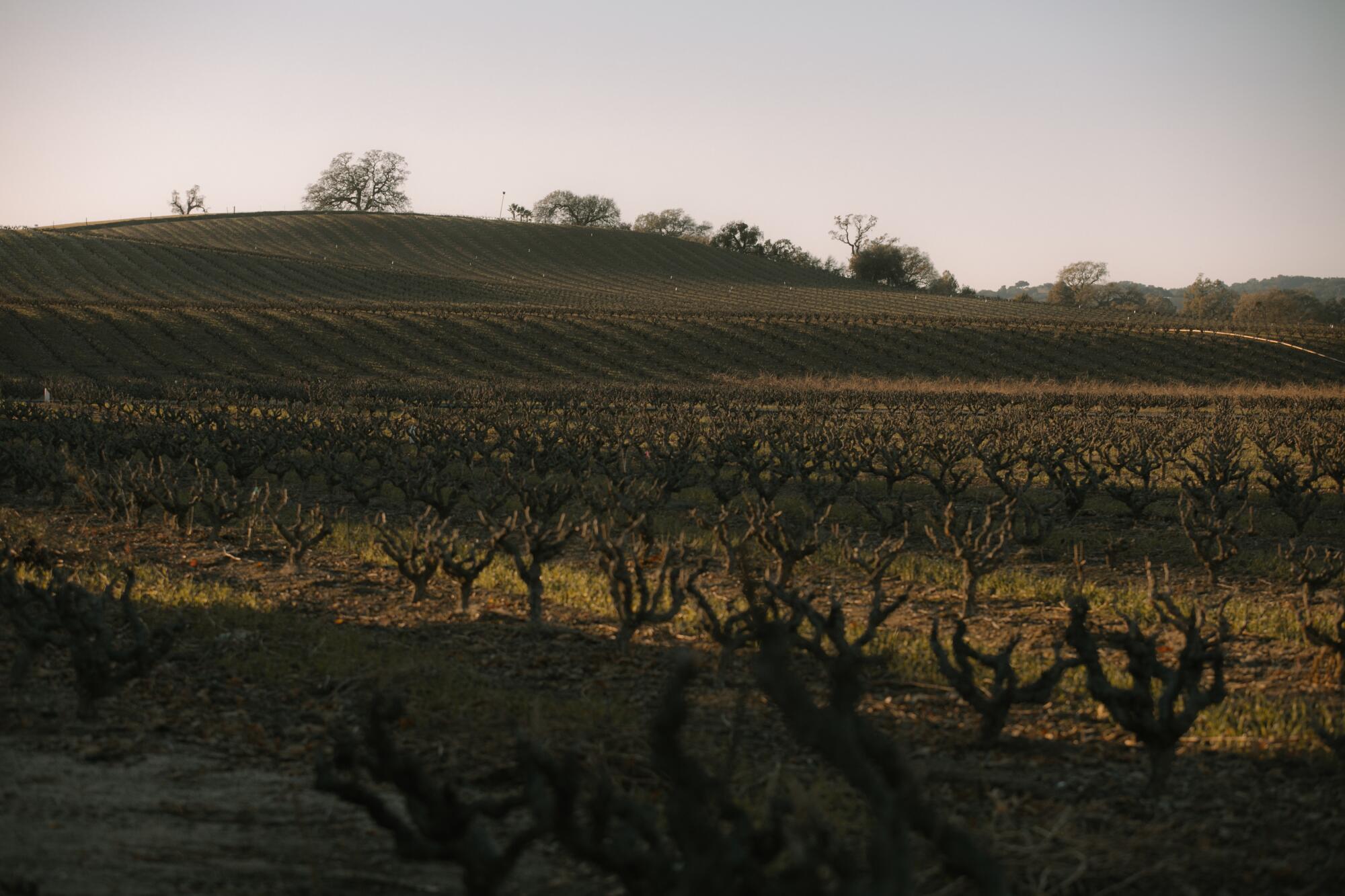 Gentle hills and fields covered in rows of grapevines