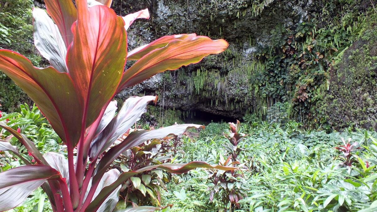 Ti plants grow in front of Fern Grotto in Wailua River State Park on Kauai. The hidden cave is accessible only by boat.