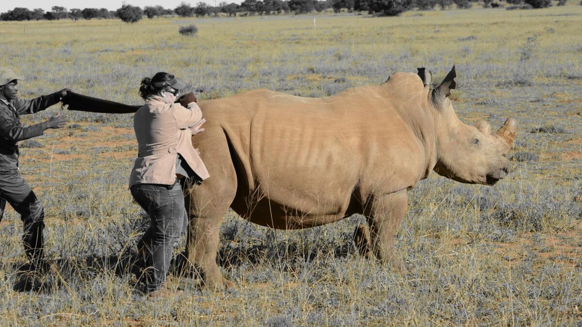 Después de tranquilizar a una hembra, la veterinaria Michelle Otto es la primera en acercarse al animal, de dos toneladas de peso, para vendarlo antes de cortar sus cuernos, un proceso indoloro que toma cerca de 10 minutos. Otto ha adormecido rinocerontes en 7,000 ocasiones, más que cualquier otro veterinario sudafricano (Robyn Dixon / Los Angeles Times).