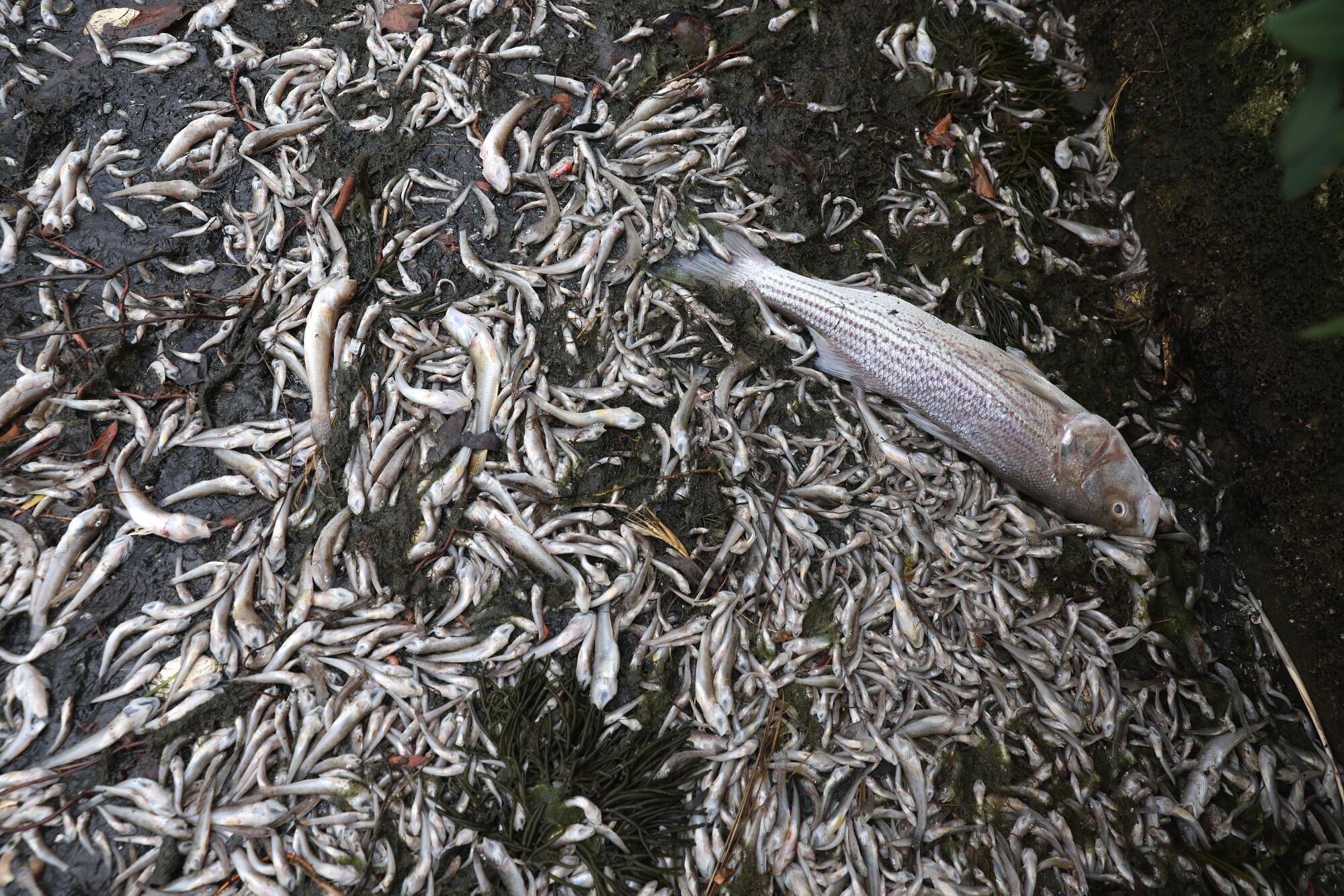 Photos: Toxic algae bloom kills fish in San Francisco Bay - Los Angeles ...
