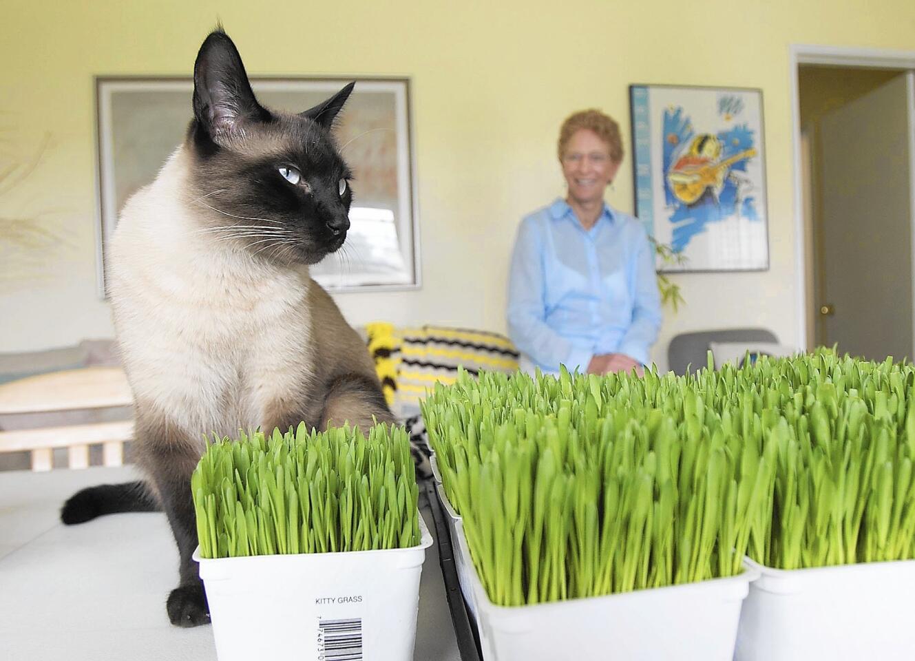 Costa Mesa resident Priscilla Riggs looks on as shop feline mascot Cromwell, the inspiration behind her successful business Priscilla's Pet Grass, takes a look around. Riggs created the organic formula to help in animal digestion and overall health.