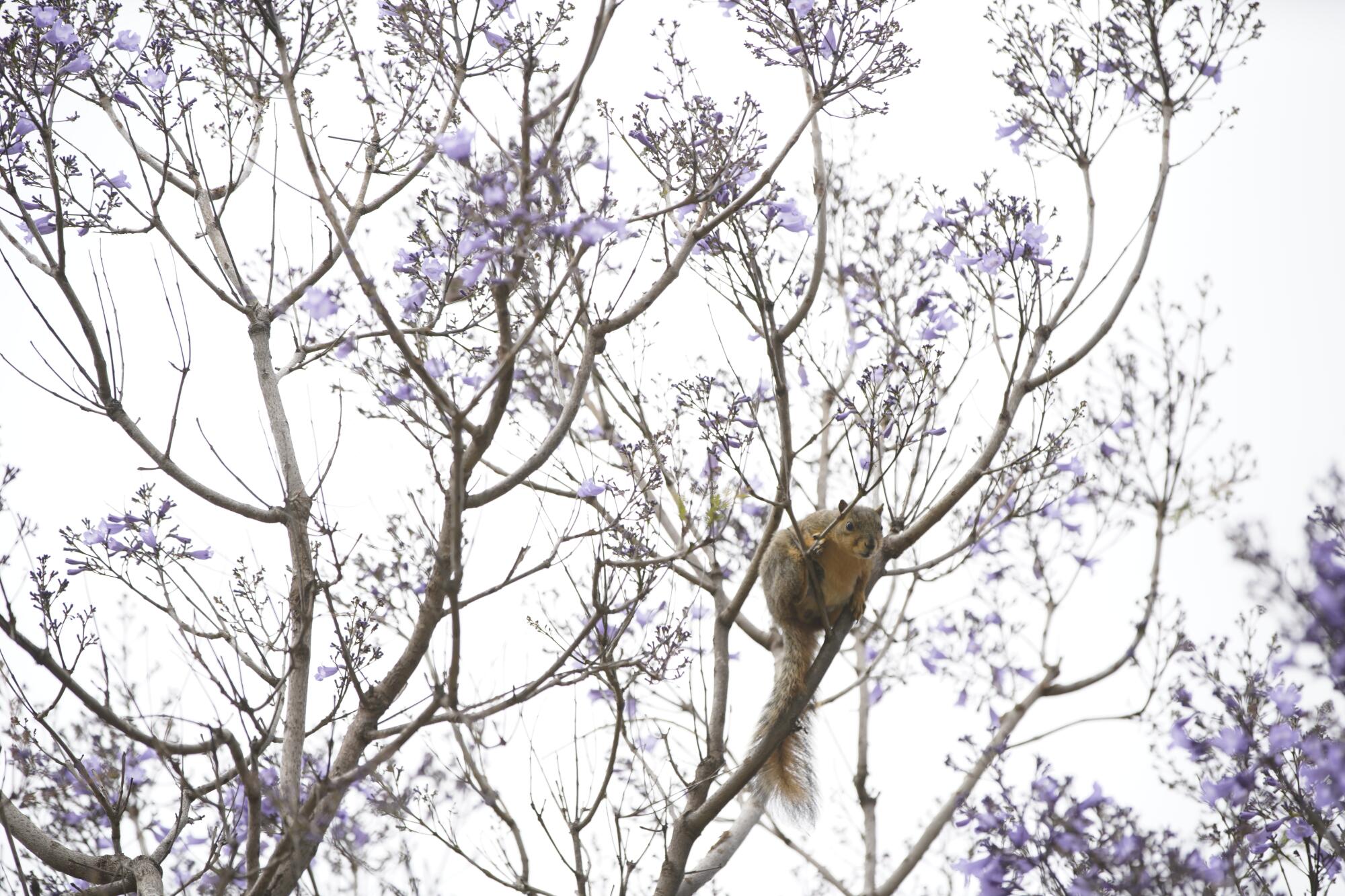 A squirrel climbs to the top of a jacaranda tree at Balboa Park on Friday, May 26, 2023 in San Diego, California.