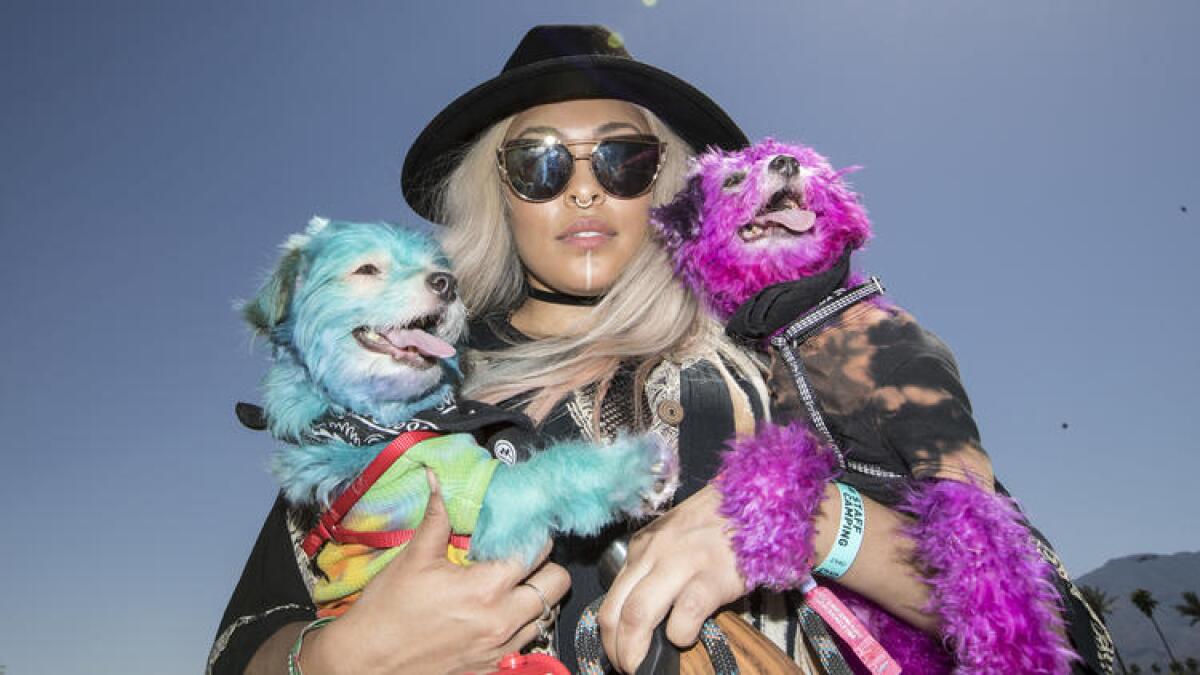 Larayia Gaston, 29, of Los Angeles, with her Maltipoo pups, Mali, left, and Nugget, at the Coachella Music and Arts Festival.