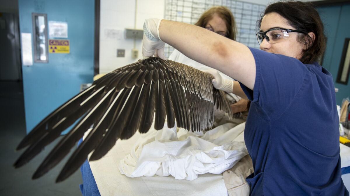 Rehabilitation technician Miranda Starr extends the wing of a brown pelican during an examination with volunteer Mary Lawrence Test, left, at the International Bird Rescue Center.