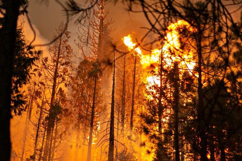 STRAWBERRY, CA - AUGUST 28: A control burn flared up into the tree canopy behind a business on Hwy. 50 on Saturday, Aug. 28, 2021 in Strawberry, CA. Firefighters continue to tackle the Caldor fire as it creeps closer to South Lake Tahoe. (Jason Armond / Los Angeles Times)