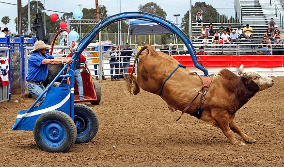 The Extreme Rodeo's wild bull chariot race entertains patrons at the Orange County Fair in Costa Mesa.