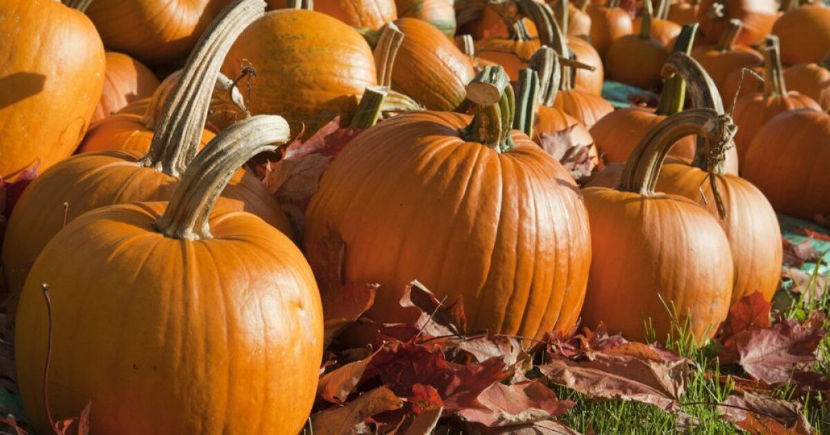 Where To Find Great Pumpkin Patches Around San Diego County The San Diego Union Tribune