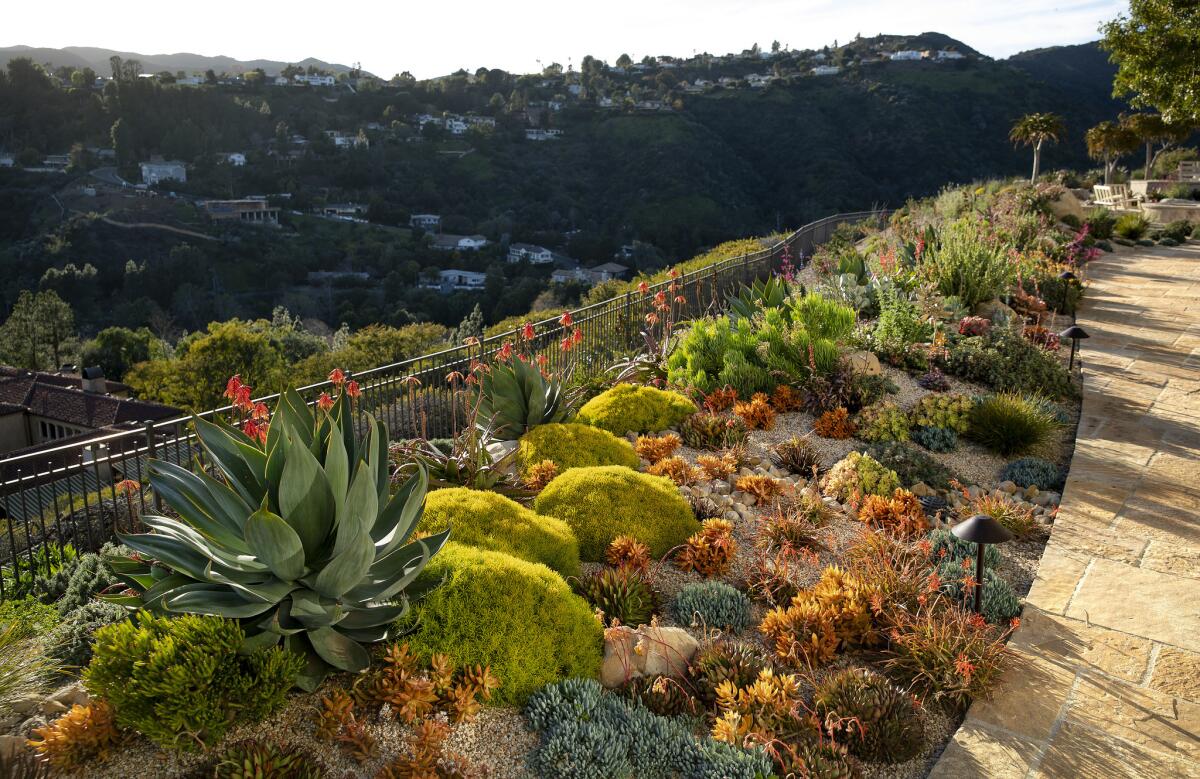 This water-saving hilltop yard in Brentwood, with buried cisterns for collecting water, quilted mounds of colorful succulents and a meadow of native grasses, was featured in the 2019 Assn. of Professional Landscape Designers' SEE (Succulent Edible Ethical) Garden Tour.