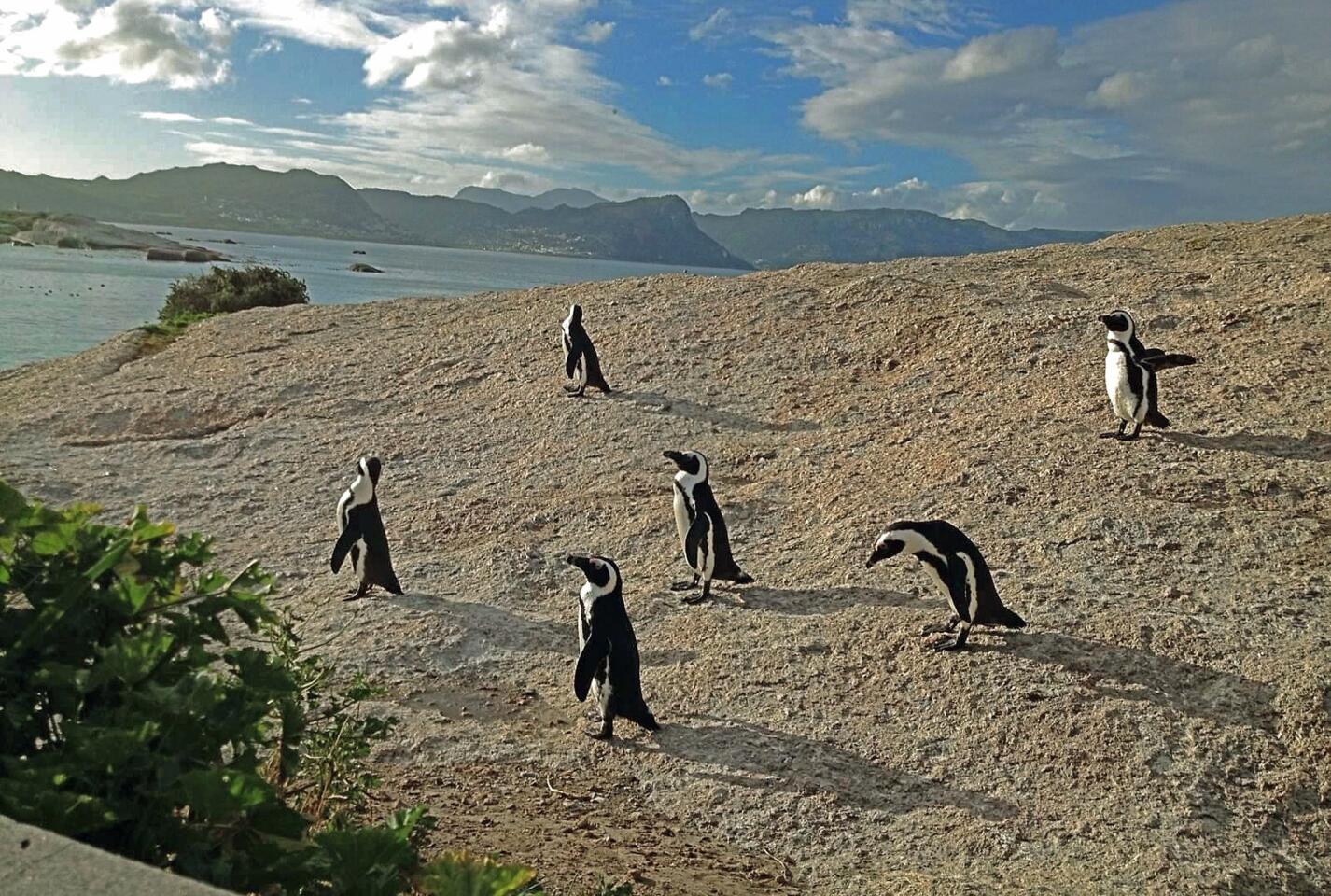 Penguin preserve at Simonstown