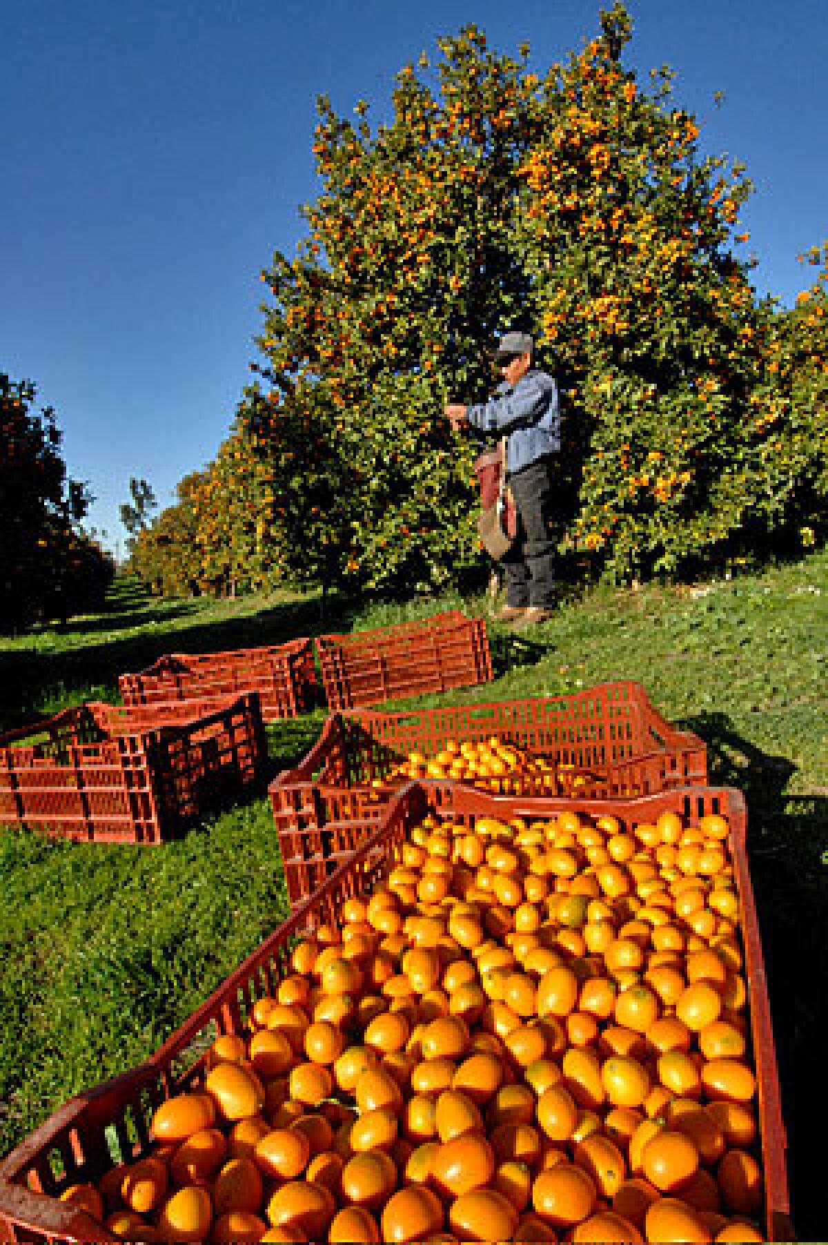 FRAGRANT: Nagami kumquats being harvested at Beck Grove in Fallbrook.