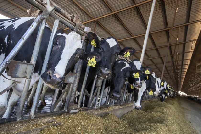 Bakersfield, CA - March 01: Cows feed in a barn at a Kern County dairy Tuesday, March 1, 2022 in Bakersfield, CA. (Brian van der Brug / Los Angeles Times)