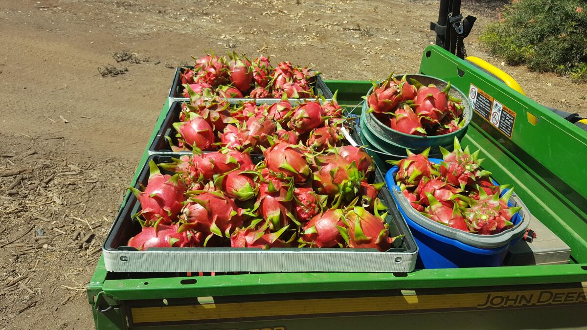 Every fruit is hand picked and hand cleaned before being sold, the Brixeys said.