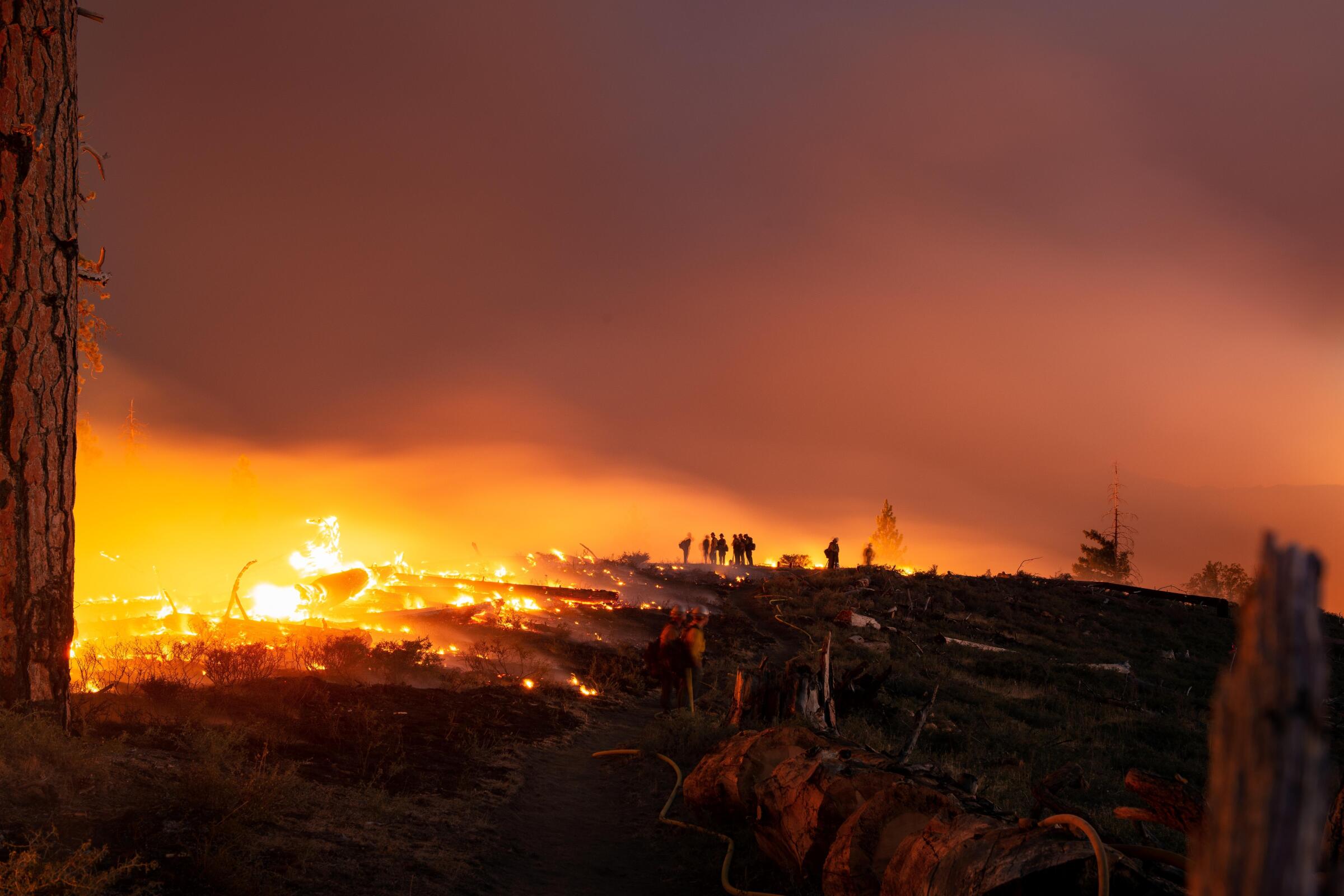 The South fire in Shasta-Trinity National Forest.  