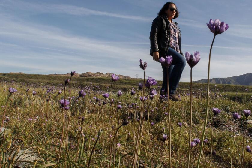 Naomi Fraga, director of conservation programs at Rancho Santa Ana Botanic Garden in Claremont, checks for non-native weeds among flowering native plants in Phelan, Calif.