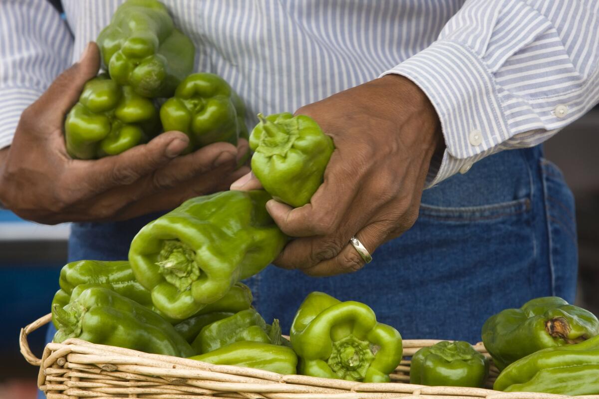A person arranges bell peppers in a basket. 