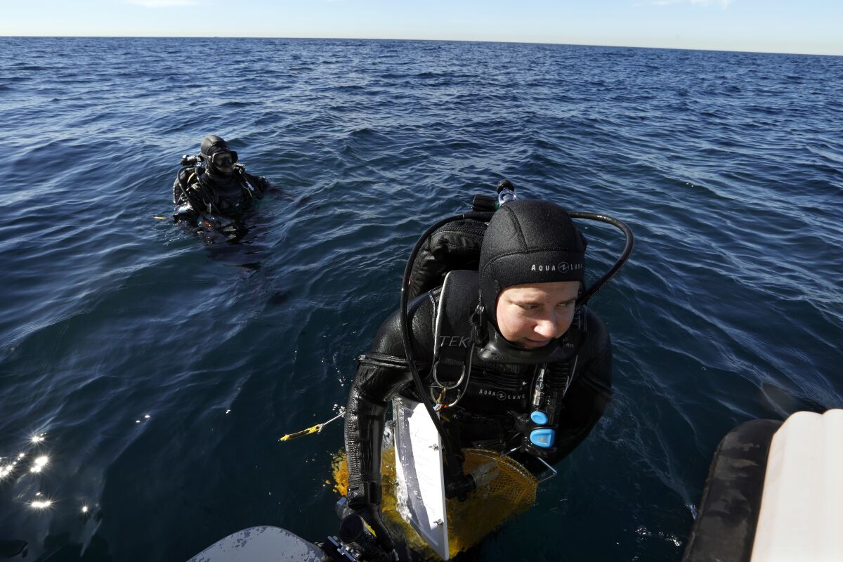 Heather Burdick dives off the Palos Verdes coast to check on hundreds of red abalone that her team had put in the ocean.