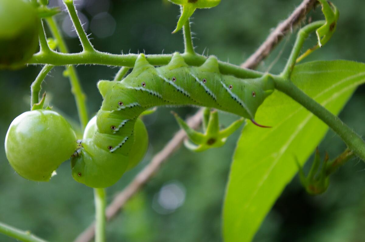 A hornworms feeds on a cherry tomato plant.