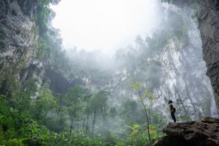 A local cave guide looks up at a giant doline in the roof of Hang son Doong cave, Vietnam.