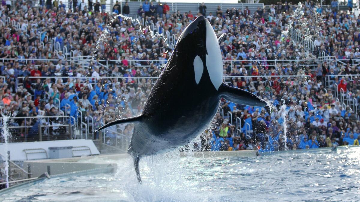 An orca performs during the final Shamu show at SeaWorld San Diego on Jan. 8, 2017.