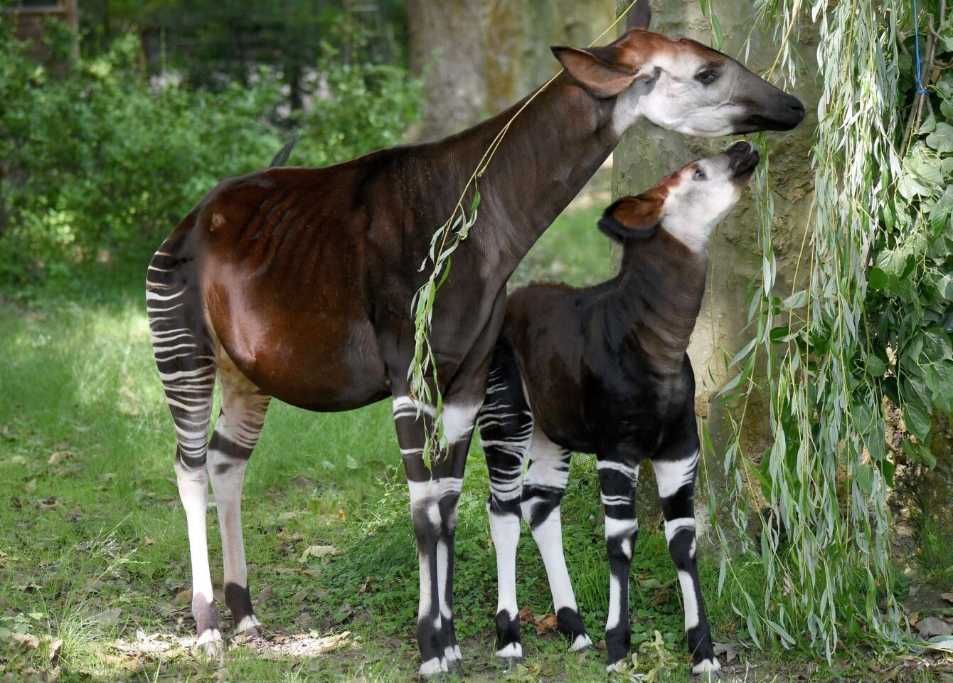 A newborn female okapi, Jamili, and her mother, Hakima, stand inside their enclosure at Cologne zoo in Cologne, Germany, on July 7, 2016. Jamili was born May 6.