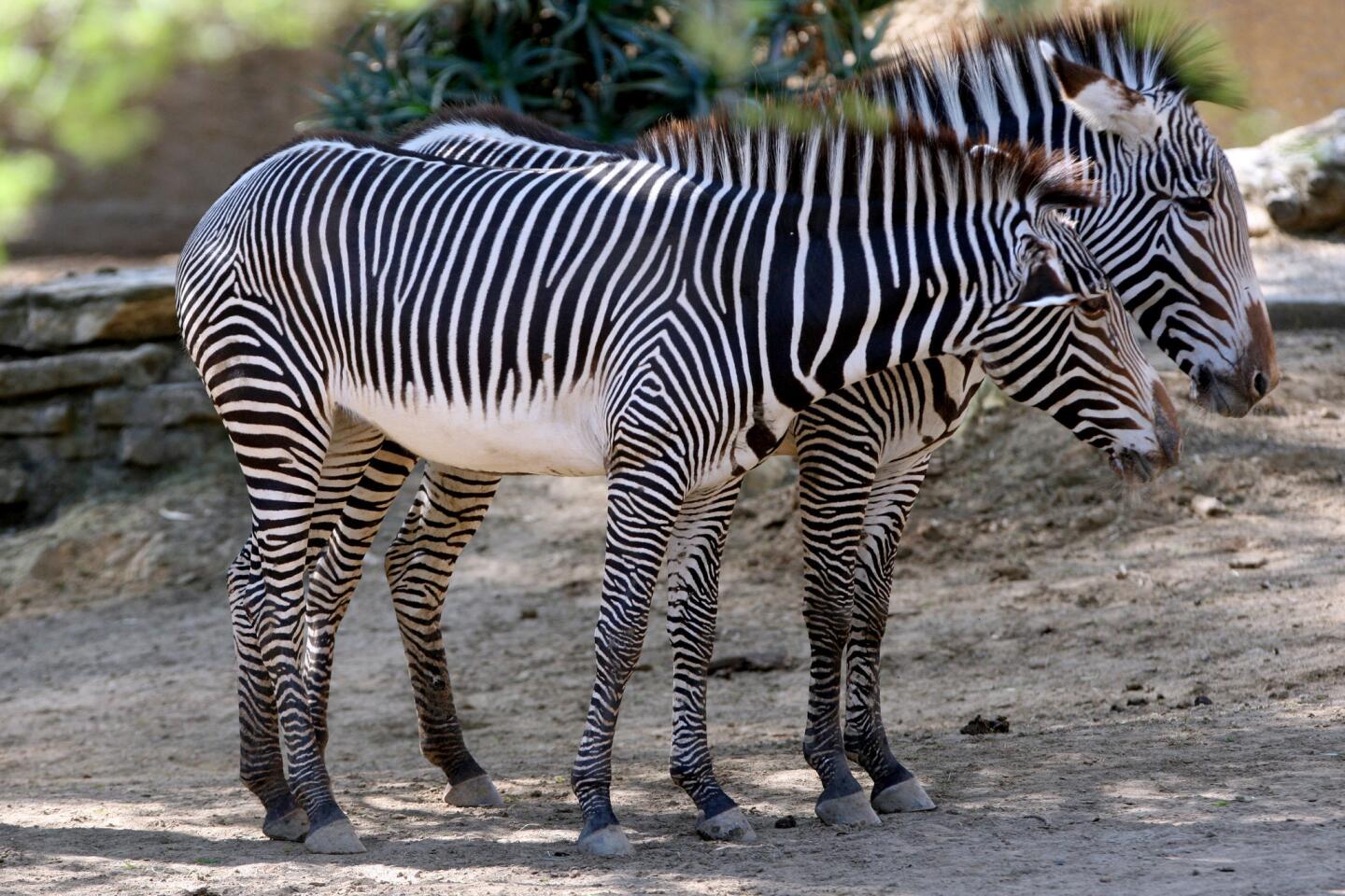 The L.A. Zoo has added four new Grevy's zebras, one male and three females, to their habitat. The zebras were sent to the zoo as part of a breeding recommendation from the Assn. of Zoo's and Aquarium's Species Survival Program. The habitat had been empty for five months after the previous zebras were sent to other zoos. Zoo officials hope this new breeding roup will produce offspring.