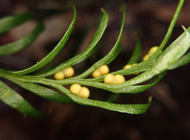 A fern with tiny yellow seeds. 