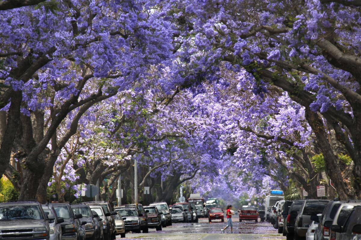 Jacaranda trees canopy 1.5 miles of Myrtle Street in an old Santa Ana, California, neighborhood. 