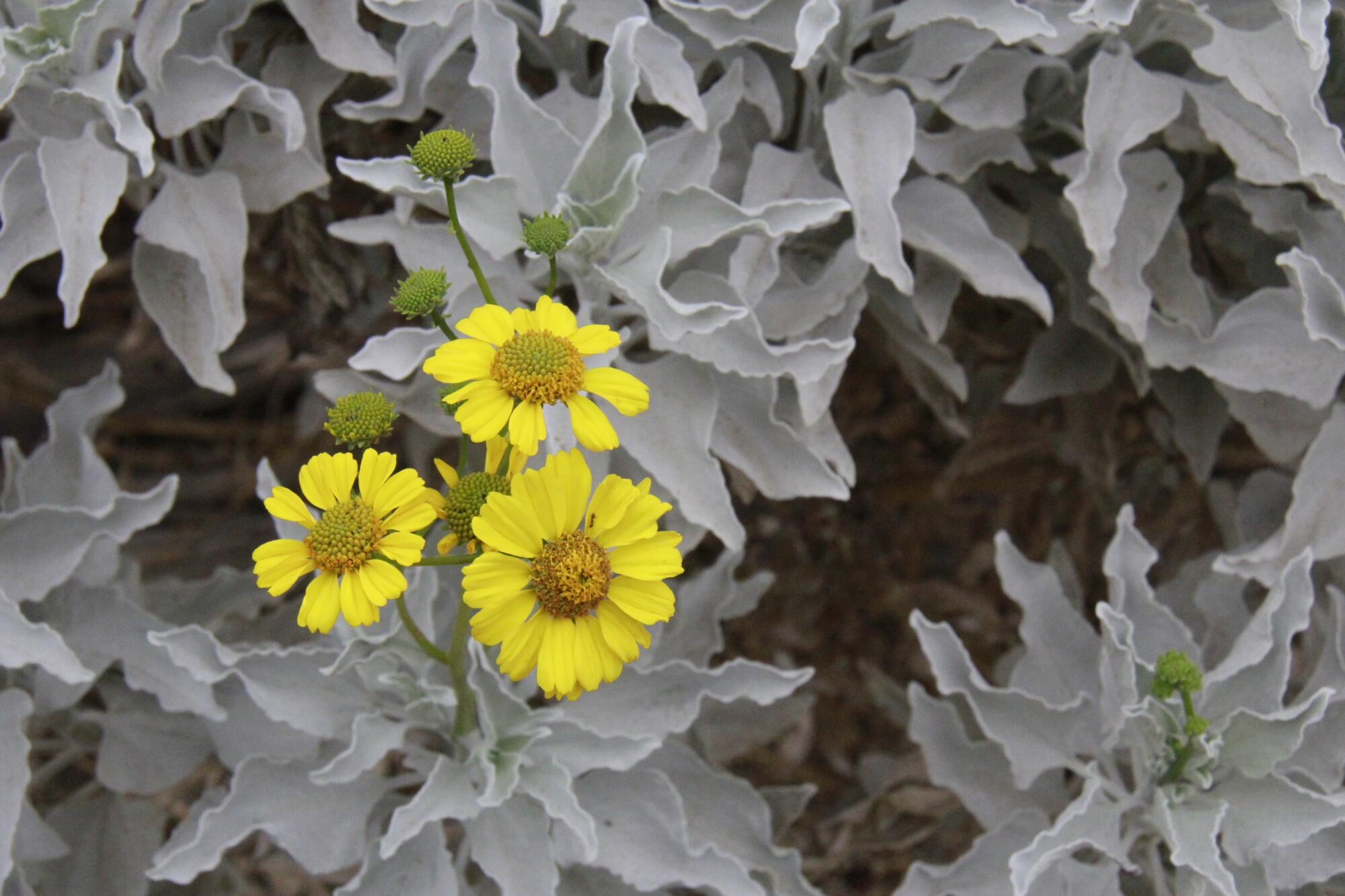 Deep yellow daisy-like flowers sprout against silvery white foliage of a brittlebush plant.
