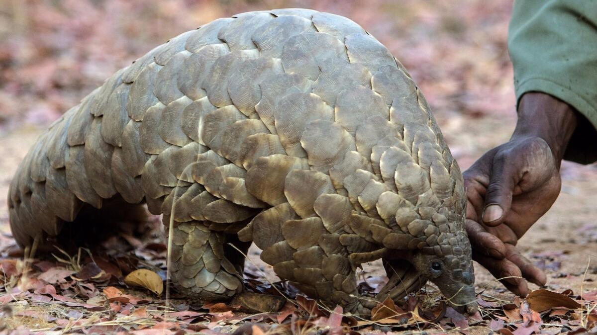 A female pangolin is petted by a game reserve guide at the Wild Is Life animal sanctuary just outside Harare, Zimbabwe. Pangolins are the world’s most trafficked animal.