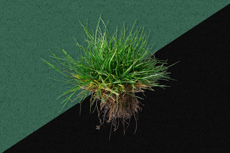 how-to-get-rebates-for-removing-turf-in-los-angeles-los-angeles-times