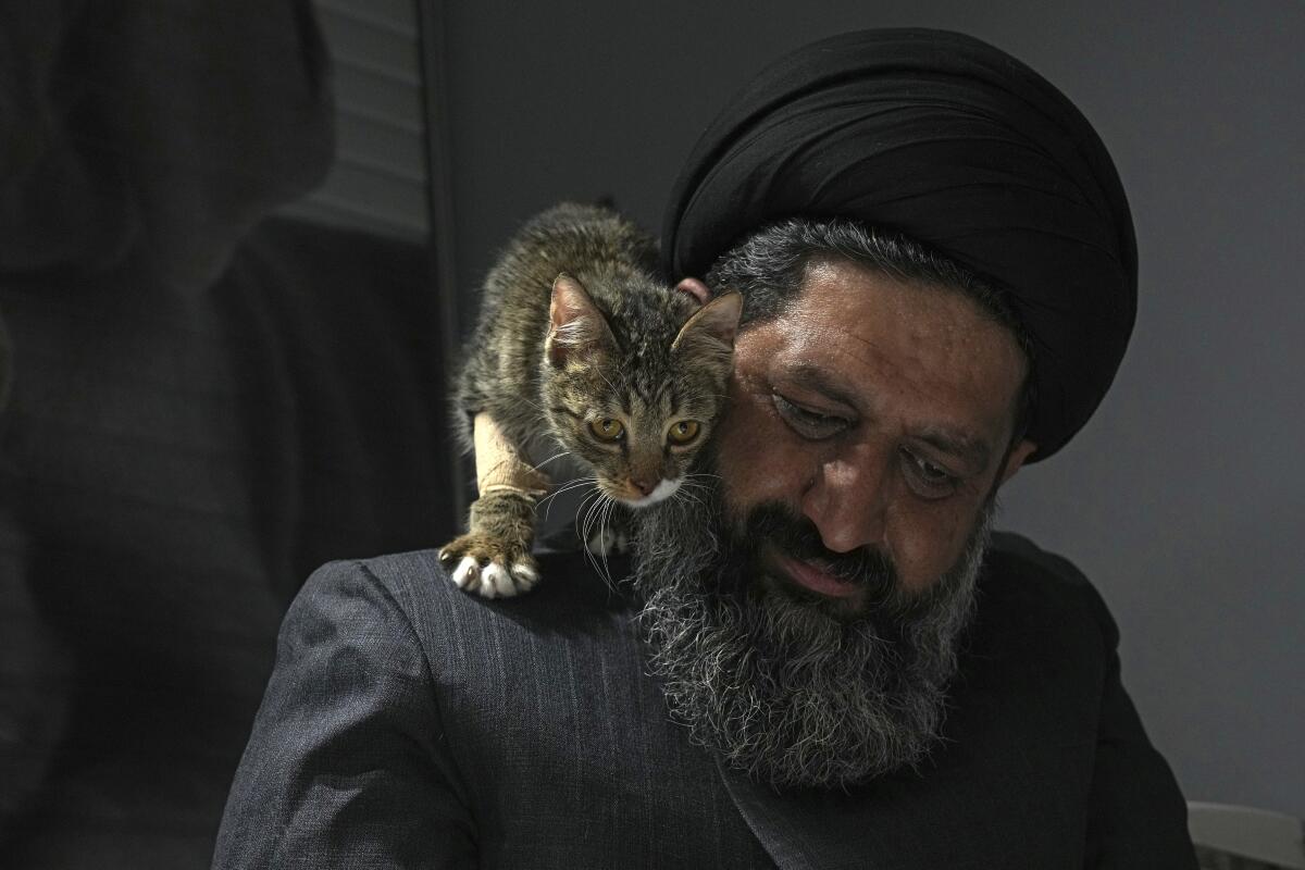 A cat walks on a man's shoulder.