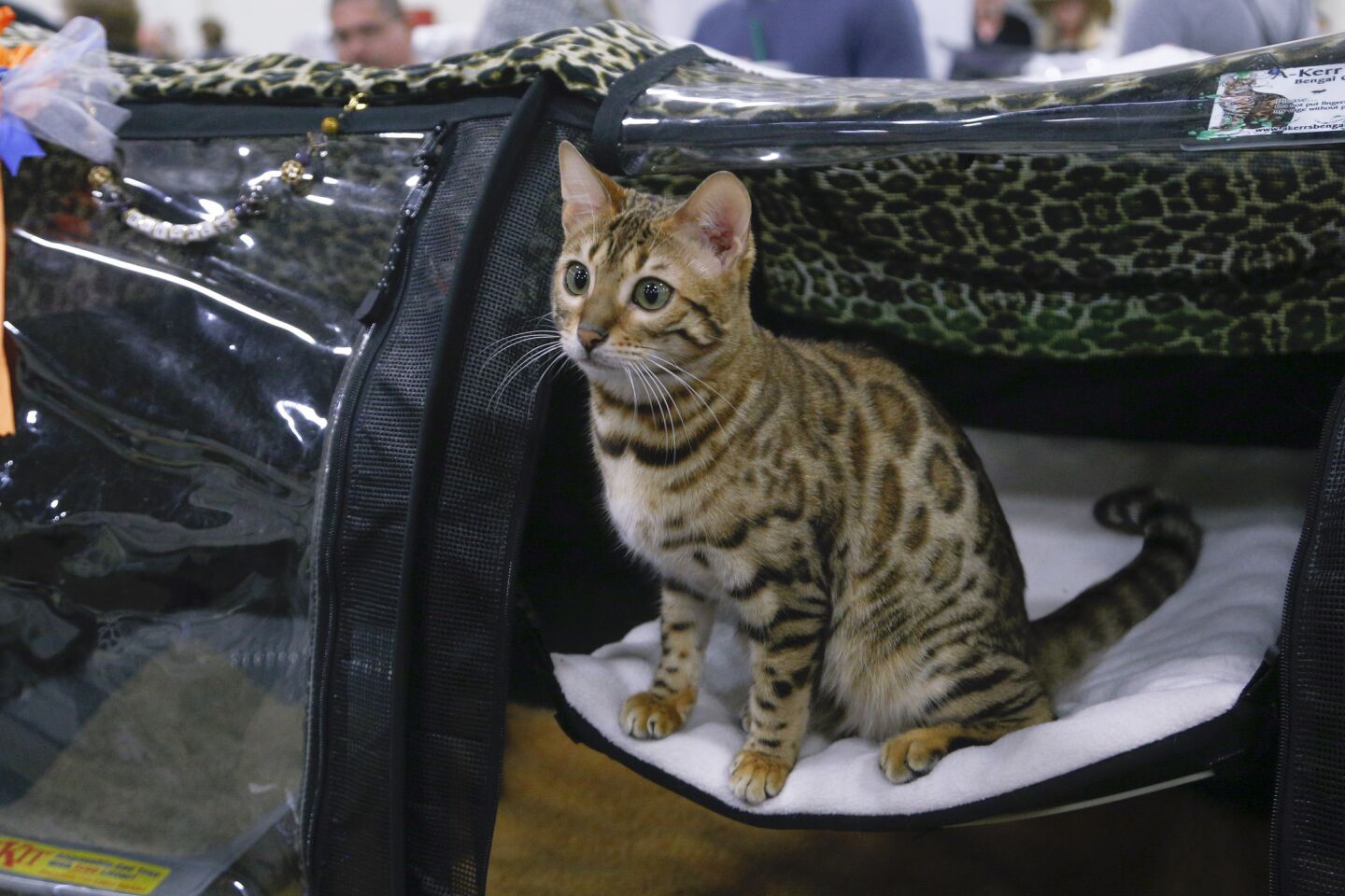 San Diego Cat Show, "Food and Water Bowl XXVI"