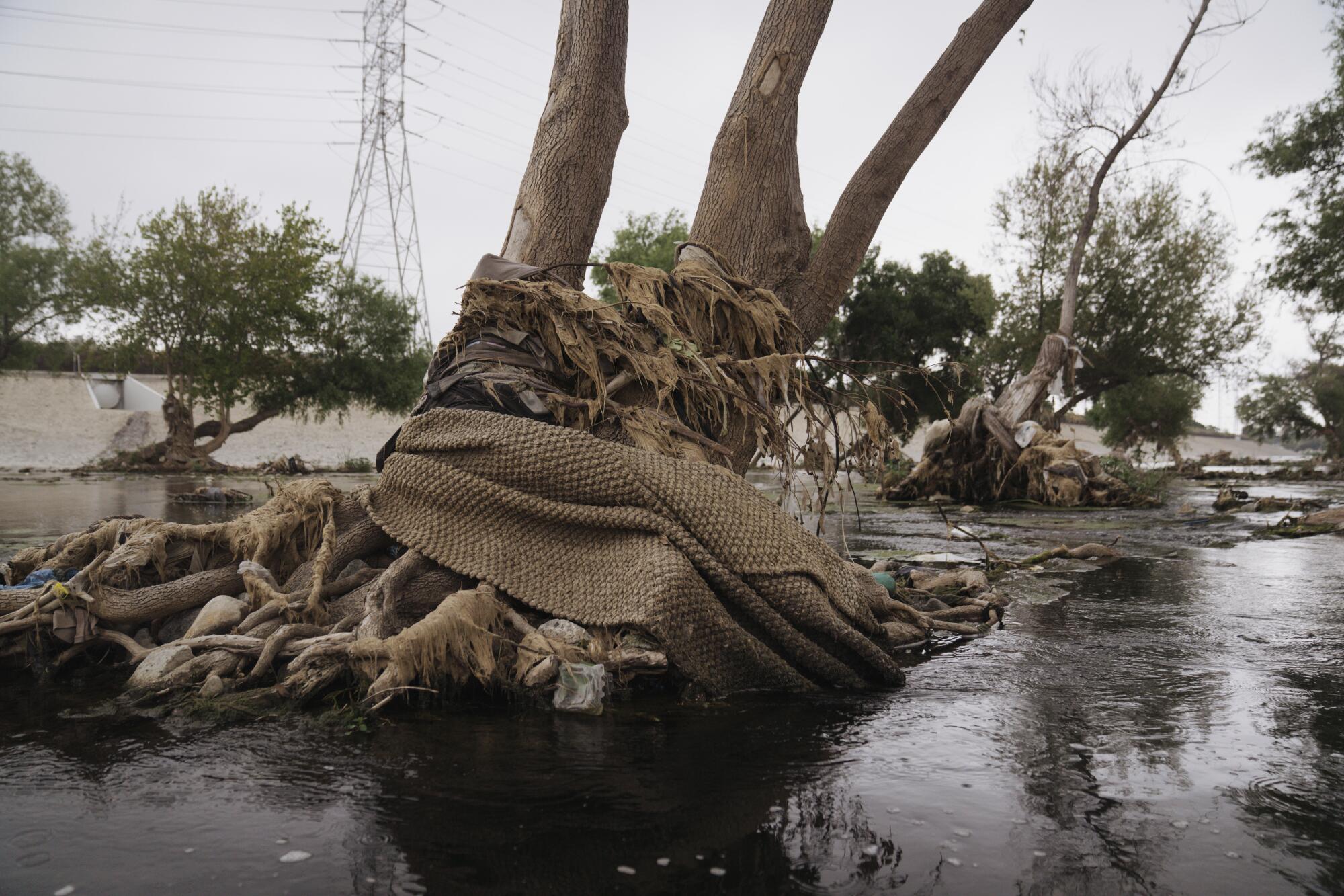 A dirty carpet wraps around the trunk of a tree in a river.