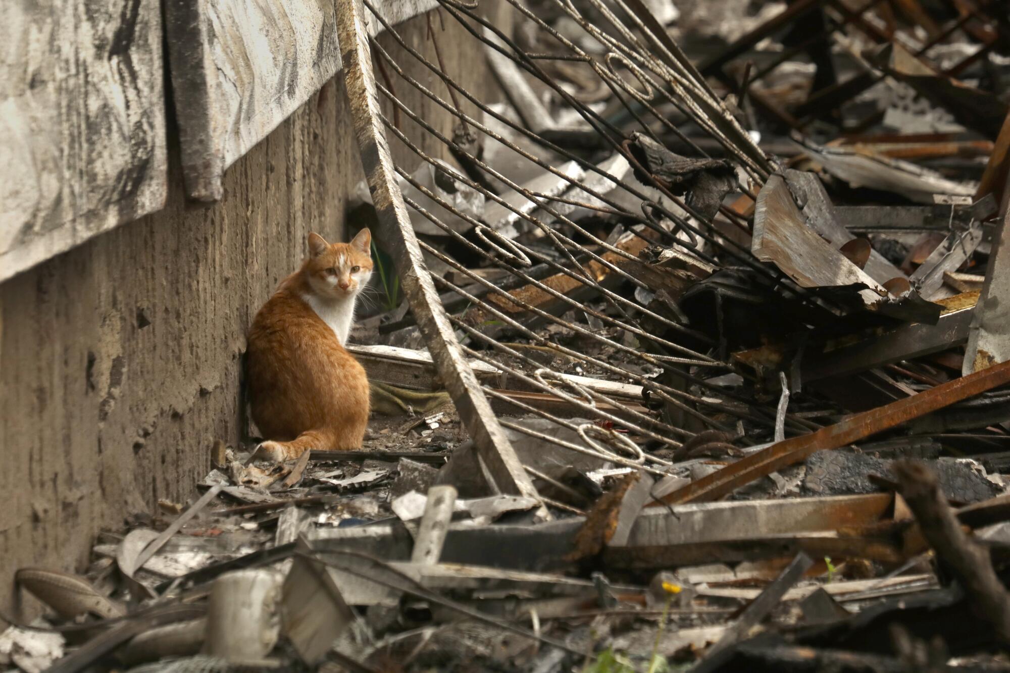 Cat sitting amid debris