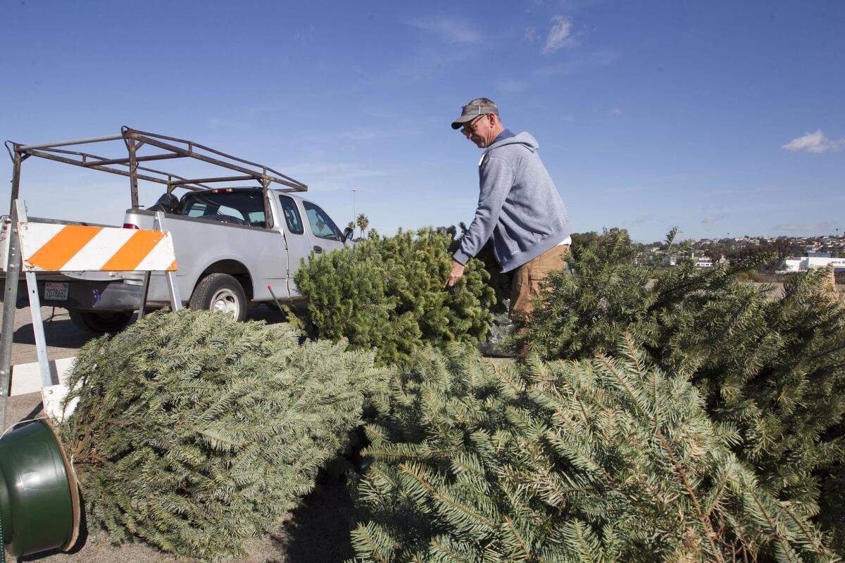Mack Kuttner, de Bay Ho, agregó su árbol de Navidad a la creciente pila en el lote de reciclaje de la Ciudad en SeaWorld Drive y Pacific Highway el día después de Navidad.