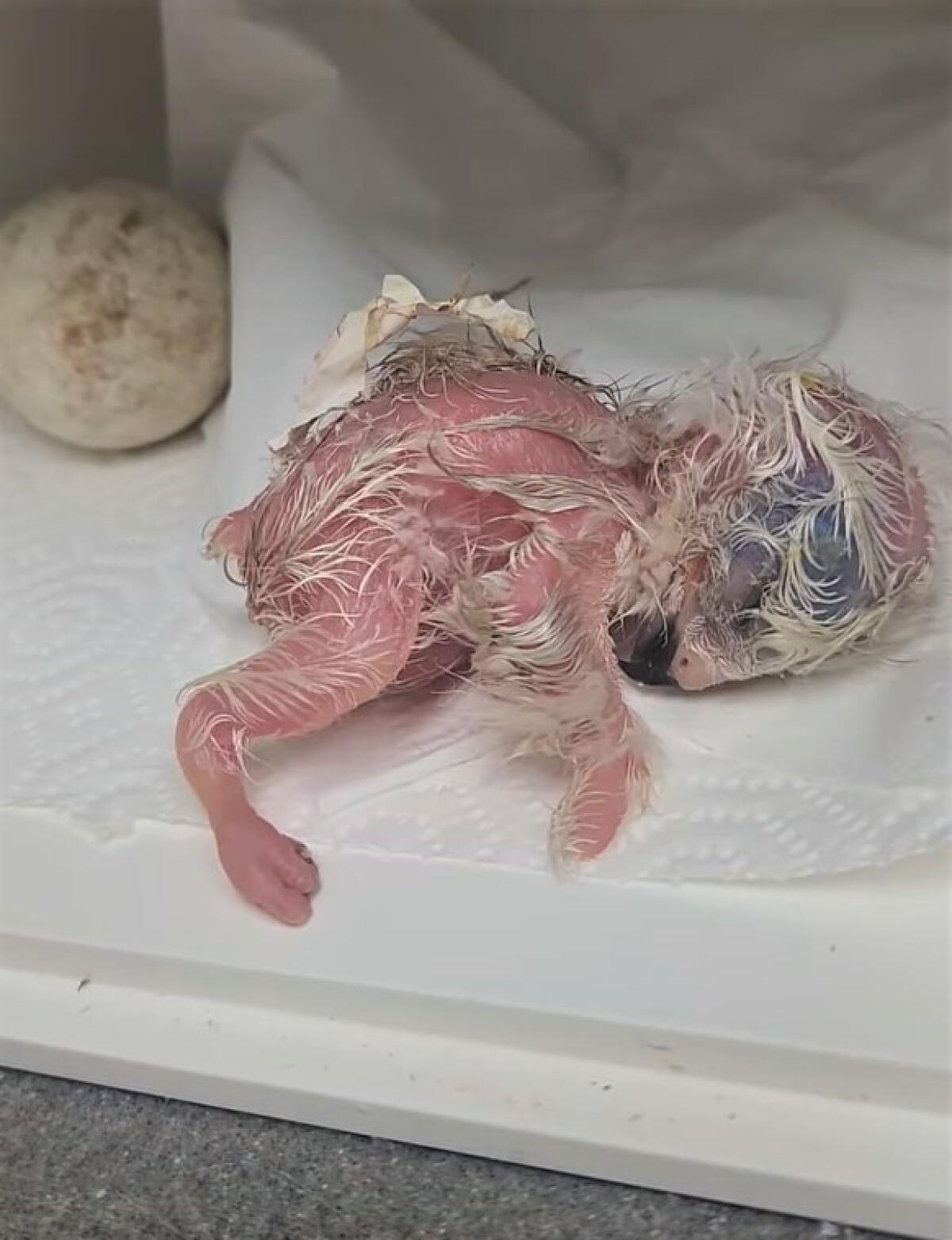 A baby red-tailed hawk, seen in a video posted by the Wetlands & Wildlife Care Center, hatched Tuesday evening.