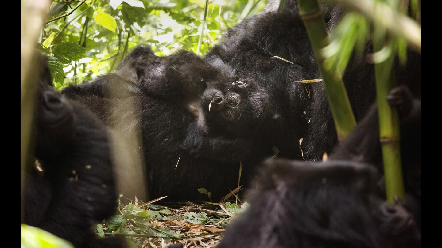 Mountain gorilla family at Virunga