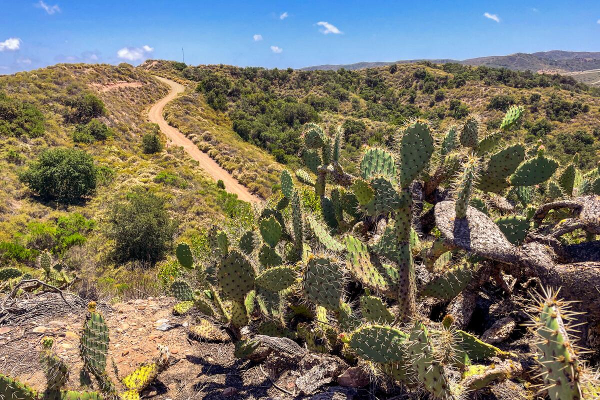 cactus in the forefront with trail through arid hills in the background