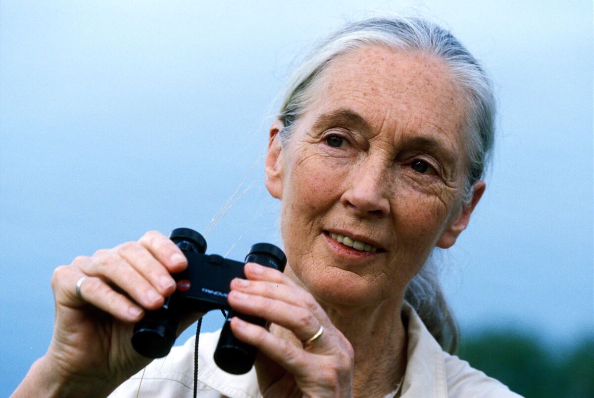 Jane Goodall holds a pair of binoculars.