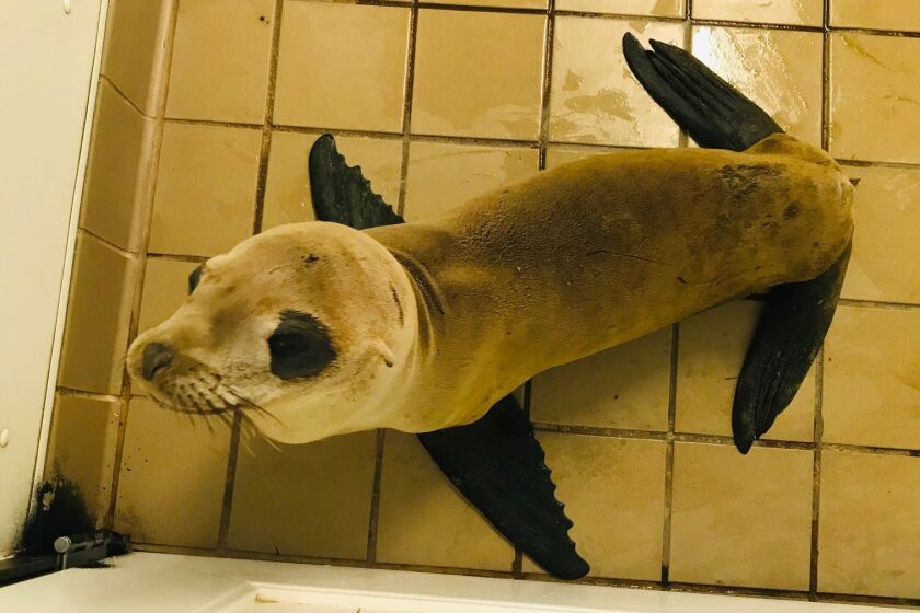 Miss Haggis, a California sea lion after rescue. She has a bad eye and fishing hook in her esophagus. (Courtesy Pacific Marine Mammal Center)