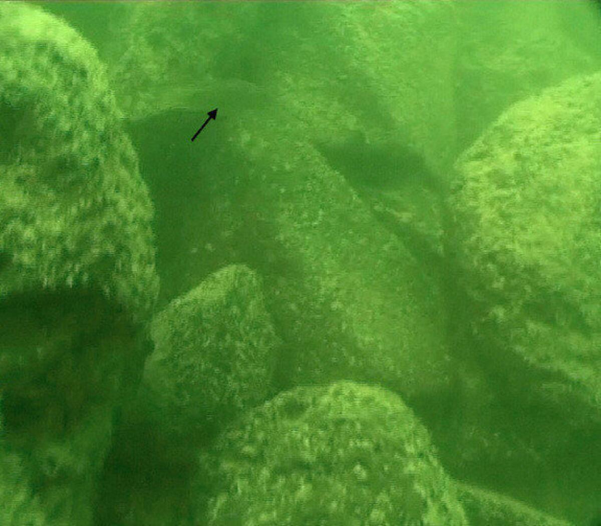 An underwater photo shows part of the monumental structure, which is made of basalt boulders. The fish (marked with an arrow) is about 4 inches long.